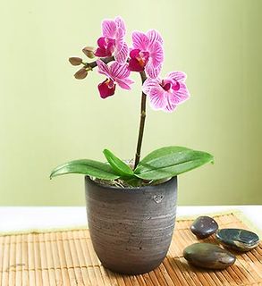 Mini Phalaenopsis Orchid 