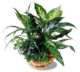 Mix of green plants in a basket