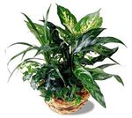 Mix of green plants in a basket Mix of green plants in a basket
