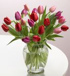 Mixed Tulips Mixed Tulips