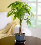Money Tree Plant  Money Tree Plant