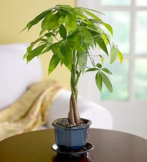 Money Tree Plant (Sm) 4inches