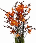 Montbretia 