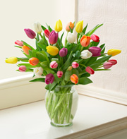 Multicolored Tulips, 20 Stems