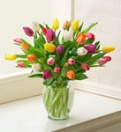 Multicolored Tulips, 20 Stems