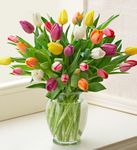 Multicolored Tulips Just because Multicolored Tulips Just because