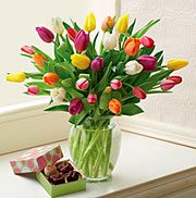 Multicolored Tulips