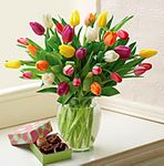 Multicolored Tulips Multicolored Tulips