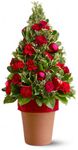 O Tannenbaum O Tannenbaum