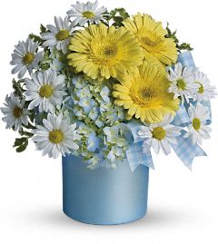 Once Upon a Daisy 