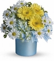 Once Upon a Daisy 