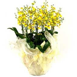 Oncidium orchids 7 Stems 