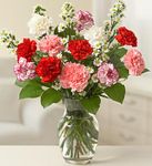One Dozen Carnations One Dozen Carnations