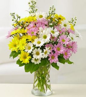 One Dozen Daisies Arranged in a Vase    