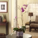 Opulent Orchids Opulent Orchids