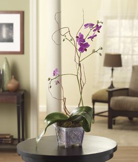 Opulent Orchids BN811G