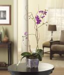 Opulent Orchids BN811G Opulent Orchids BN811G