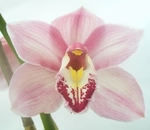 Orchid, Cymbidium 