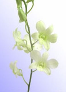 Orchid, Dendrobium 