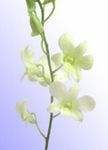 Orchid, Dendrobium 