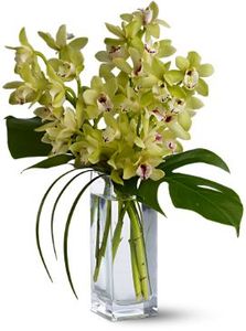Orchid Elegance