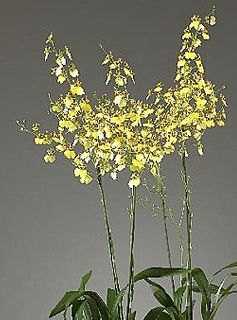 Orchid, Oncidium 