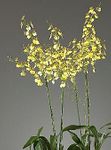 Orchid, Oncidium 