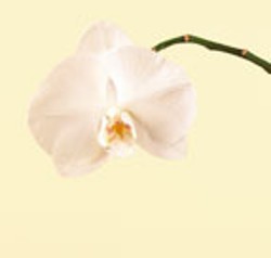 Orchid, Phalaenopsis 