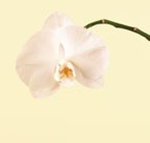 Orchid, Phalaenopsis 