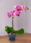 Orchid Plant 4 inches Orchid Plant 4 inches