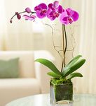 Orchid - Purple LG Orchid - Purple LG
