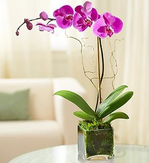 Orchid - Purple LG