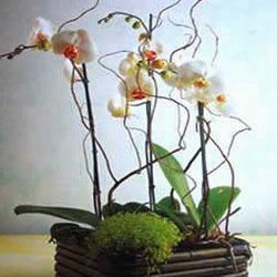 Orchid white 3 sprays 