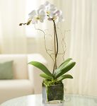 Orchid - White Orchid - White