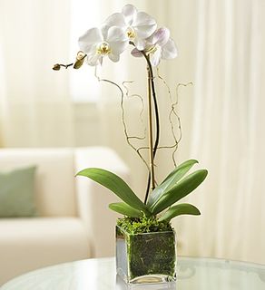 Orchid - White 