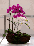 Orchids 5 stems Orchids 5 stems