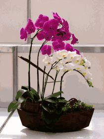 Orchids 5 stems