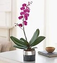 Orchids