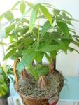Pachira Money Tree  Basket 