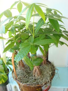 Pachira Money Tree  Basket 