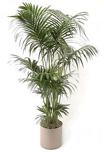 Palm hawaiian_kentia  palm 10in pot 