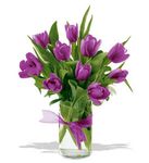 Passionate Purple Tulips