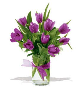 Passionate Purple Tulips