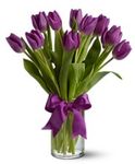 Passionate Purple Tulips