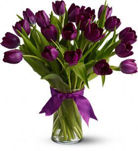 Passionate Purple Tulips