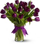 Passionate Purple Tulips