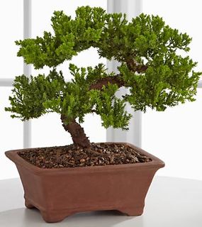 Peace & Harmony Juniper Bonsai