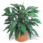 Peace lily 8" Peace lily 8"