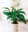Peacy Lily Plant