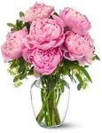 Peonies in Pink
